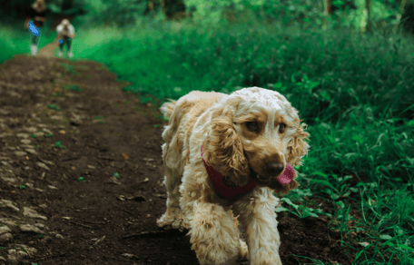 Cocker Spaniel running through the woods
