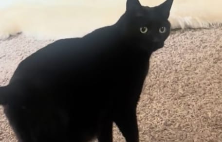 Cole the cat
