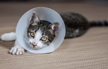 un chat gris qui porte une collerette