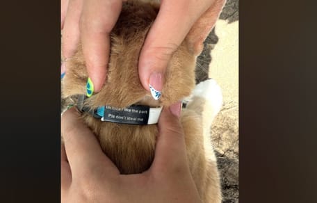 collier chat