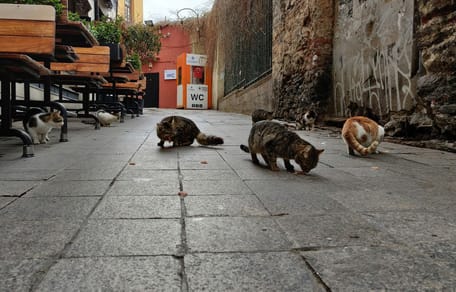 Kattenkolonie