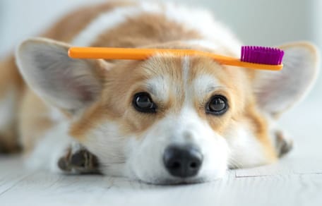 como-limpiar-dientes-perro-dentalife-purina