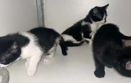 Conducteur in Venlo krijgt reistas met kittens in zijn handen gedrukt