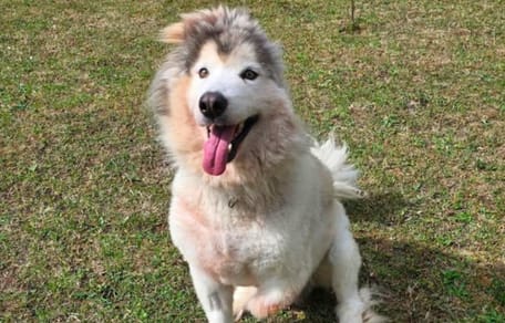 Husky-Hündin Cora