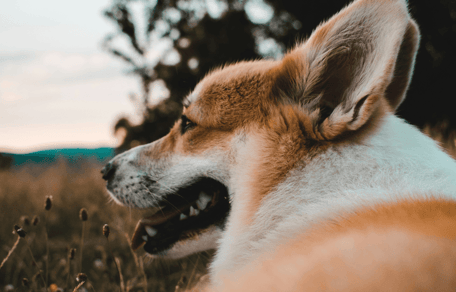 Corgi looking out across a field