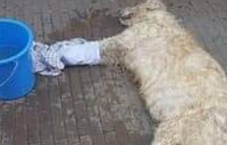 Blauer Wassereimer neben einem liegenden hellen Hund