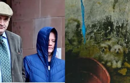 Couple sentenced for neglecting dogs and dogs in cellar