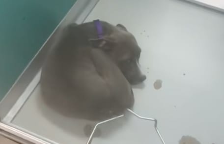 Courage le chiot