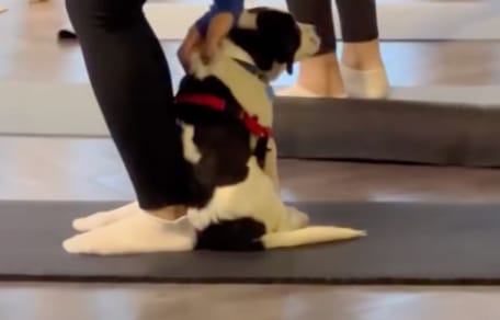 Puppy Yoga class