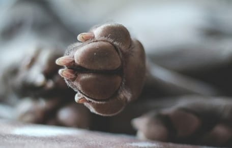 coussinets patte chien