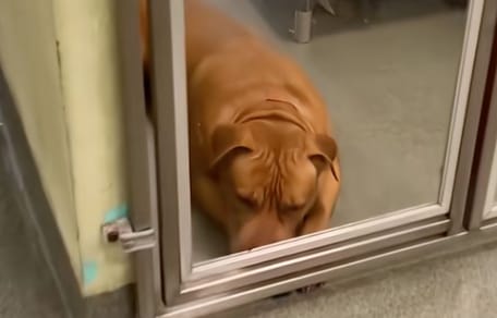 Hond Crème