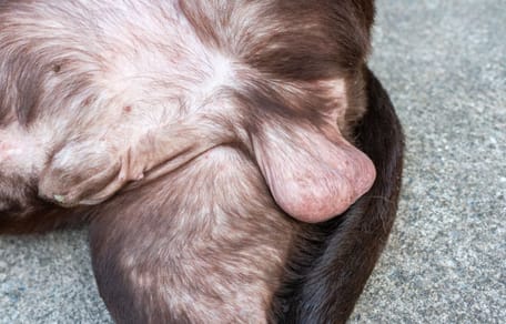 Wie groß ist der Penis eines Hundes