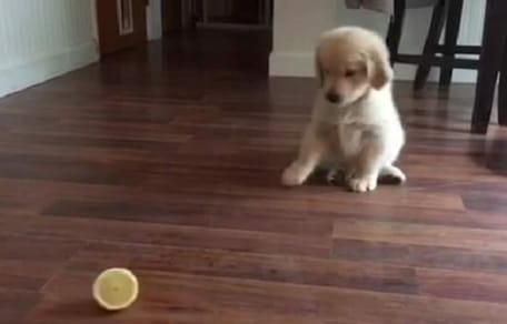 chiot golden retriever joue avec un citron