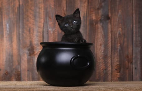 Czarny kot - Halloween