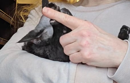 Dalia chat Devon Rex