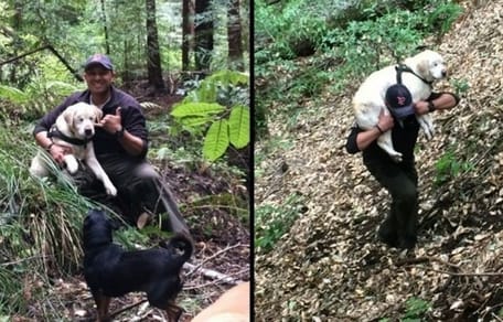 Labrador wird gerettet