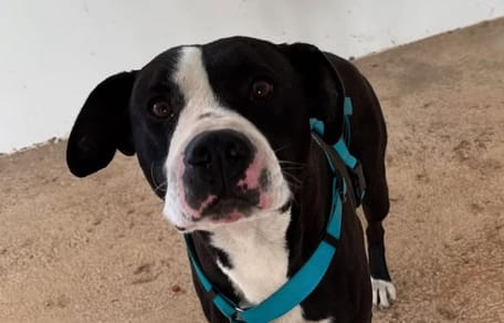 dana-valencia-perro-devuelto-protectora