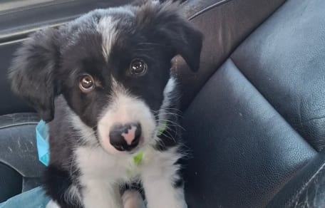 Dant szczeniak border collie