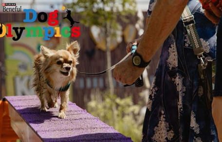 Daphne Schippers neemt het op tegen honden op de Dog Olympics in het Amsterdamse Bos