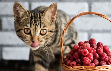 Mag een kat frambozen eten?