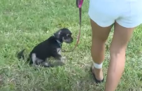 Dax le chiot