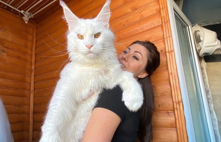 De 12kg zware Maine Coon Kefir uit Rusland