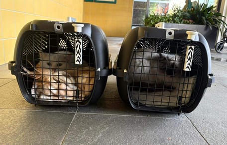 De 2 aangeslagen katten na een explosie in een flat in Rijswijk
