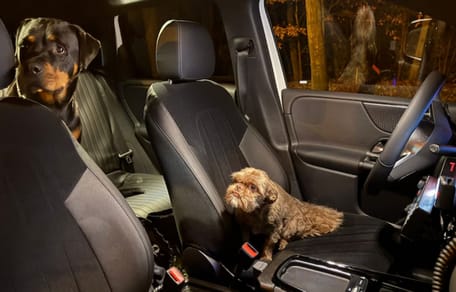 Die beiden Hunde, die die Frau ausführte, wurden von der Polizei nach Hause gebracht