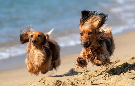 de beste hondenstranden waar je hond los mag lopen