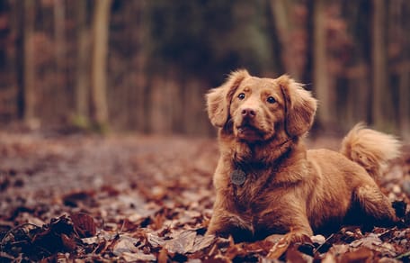 De gevaren van de herfst voor je hond