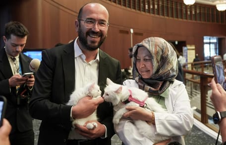 De katten van de Navo-top