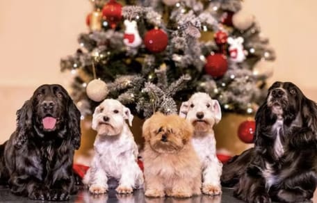 De kerstkaart van Juan Carlos en Sofía