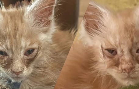 De Maine Coon katten die in zorgelijke toestand zijn gevonden in Rotterdam