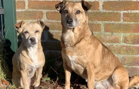 De Marietjes zijn klaar voor adoptie