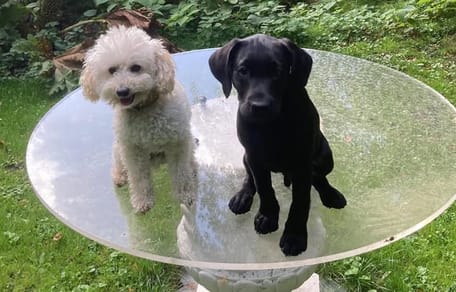 De nieuwe labrador-pup van het Koningshuis