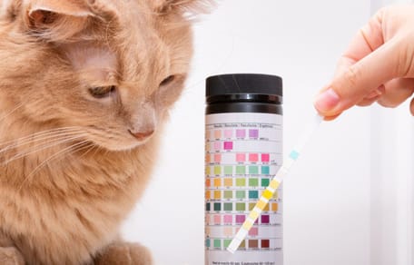 welke kleur heeft kattenurine