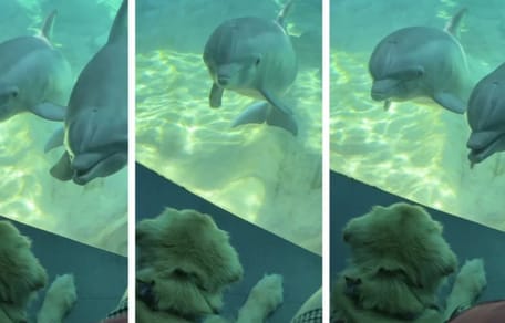 Delfine betrachten Golden Retriever