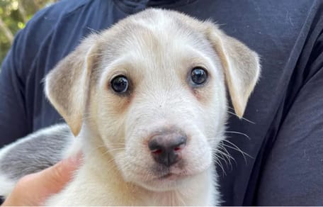 Dennis, pies z Meksyku