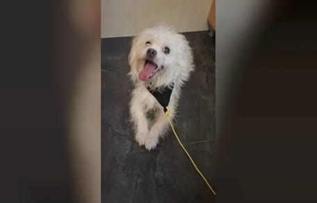 Il meticcio maltese abbandonato