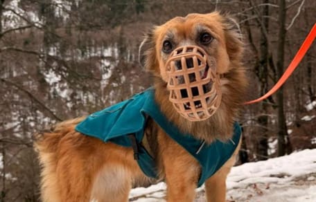 Der Hund der Münchnerin