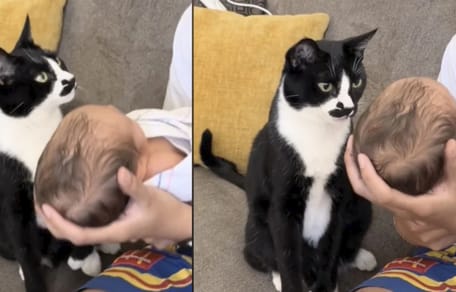 De kat ziet de baby voor het eerst