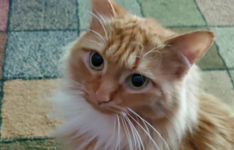 Der Stein des Anstoßes: Katze Mittens