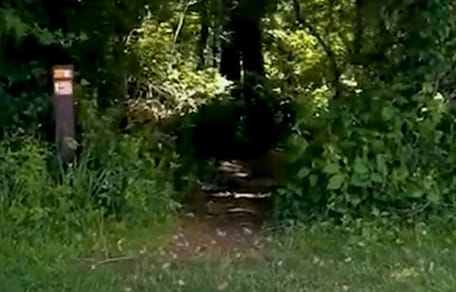 Woods