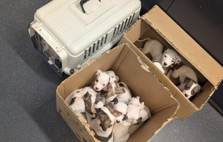 Des cartons remplis de chiots