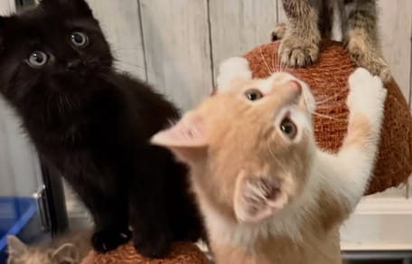 Des chatons