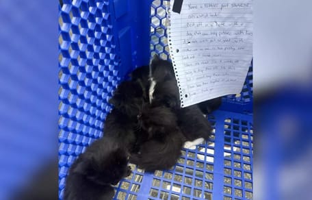 Des chatons abandonnés dans un caddie