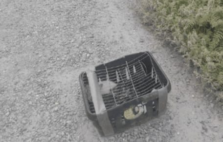 Des chatons abandonnés dans une boite