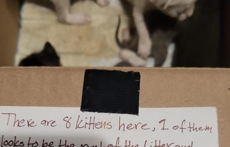 Des chatons abandonnés dans une boite en carton