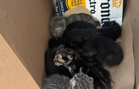 Des chatons abandonnés dans une carton de bière