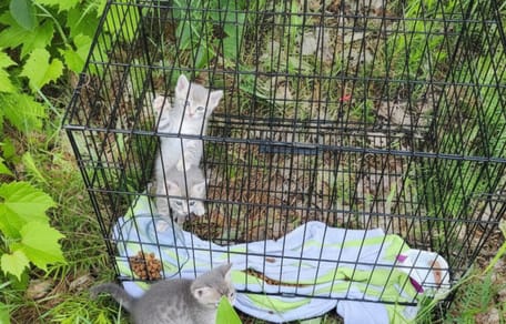 Des chatons abandonnés en pleine forêt